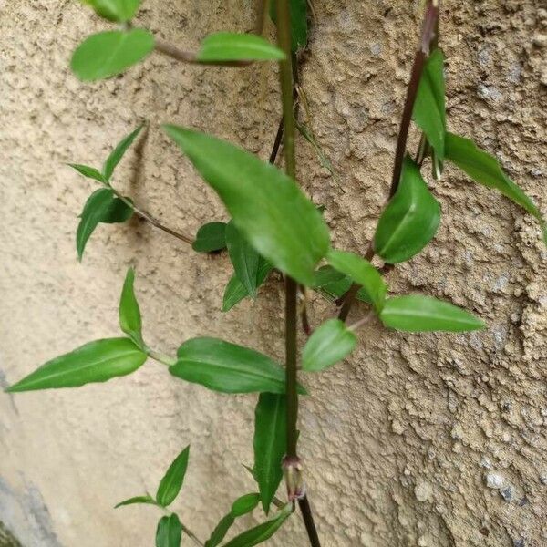 Commelina erecta Feuille