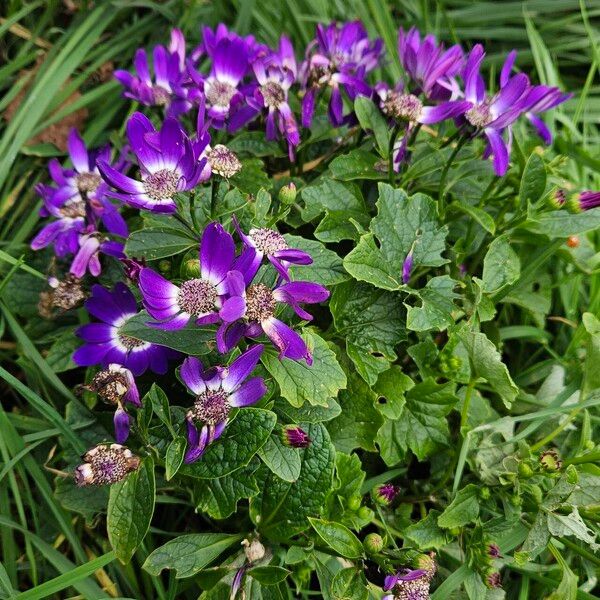 Pericallis lanata 整株植物