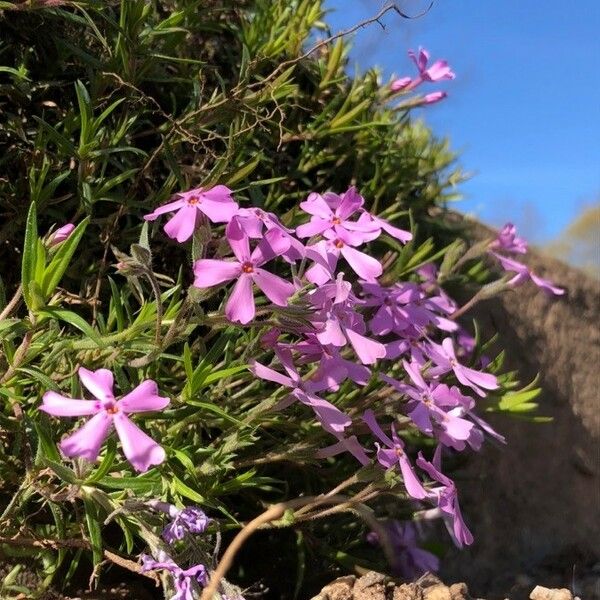 Phlox subulata Цветок