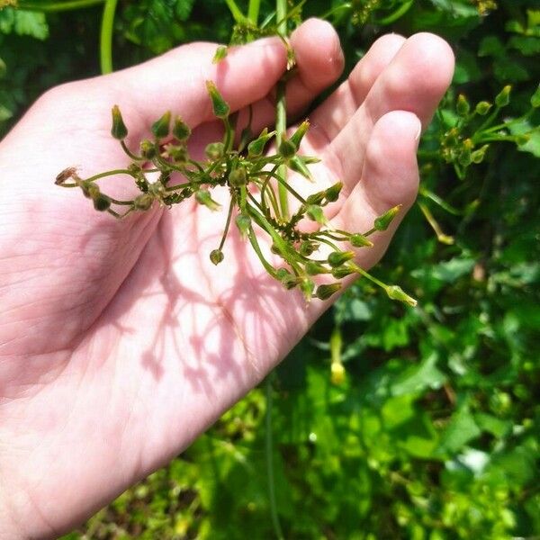 Rorippa palustris Flower