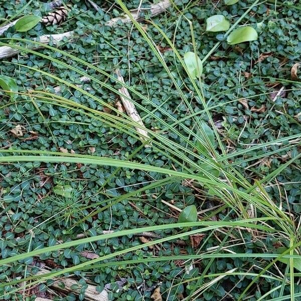 Scleria lithosperma Leaf