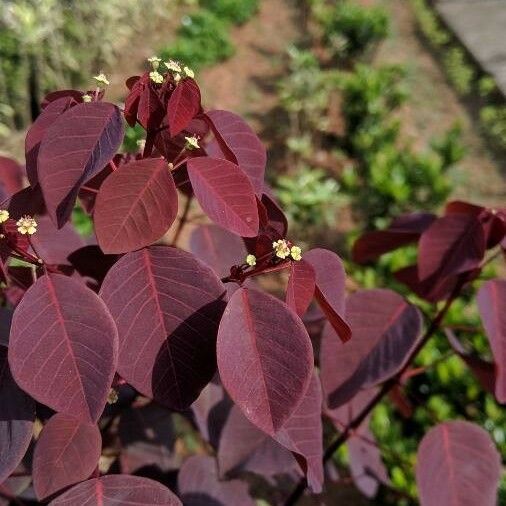 Euphorbia cotinifolia Blad