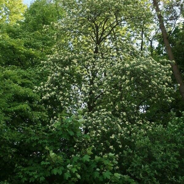 Sorbus intermedia Costuma