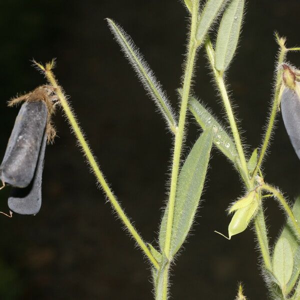 Crotalaria sagittalis Лист