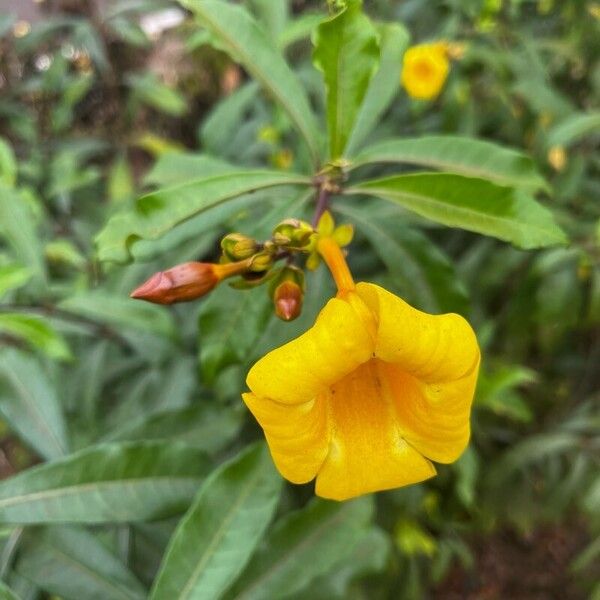 Allamanda cathartica Kvet