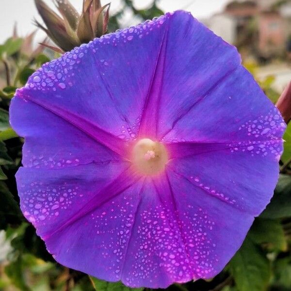 Ipomoea indica Fiore