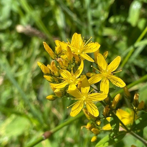 Hypericum hirsutum 花