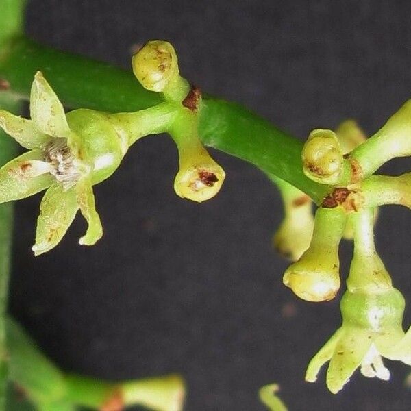 Psychotria panamensis 果實