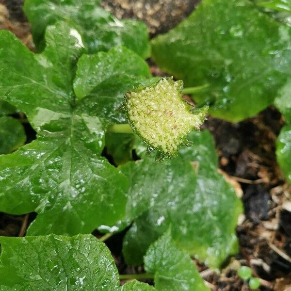 Dorstenia contrajerva 花