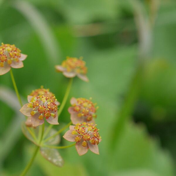 Bupleurum longifolium Flower