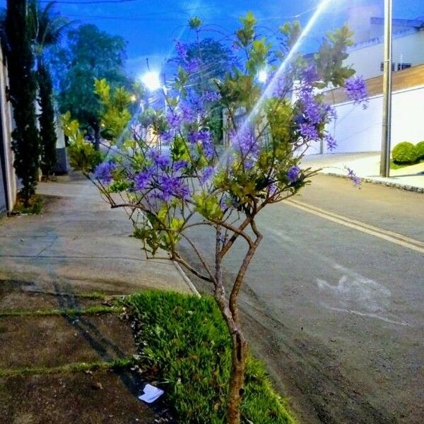 Jacaranda mimosifolia Flower