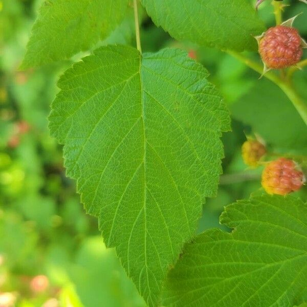 Rubus occidentalis Leaf