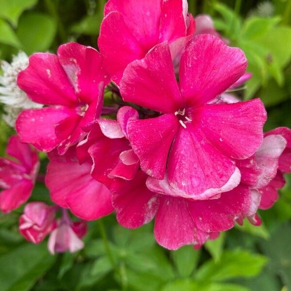 Phlox paniculata പുഷ്പം