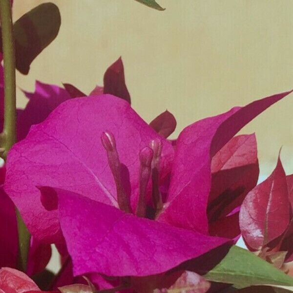 Bougainvillea spectabilis Flower