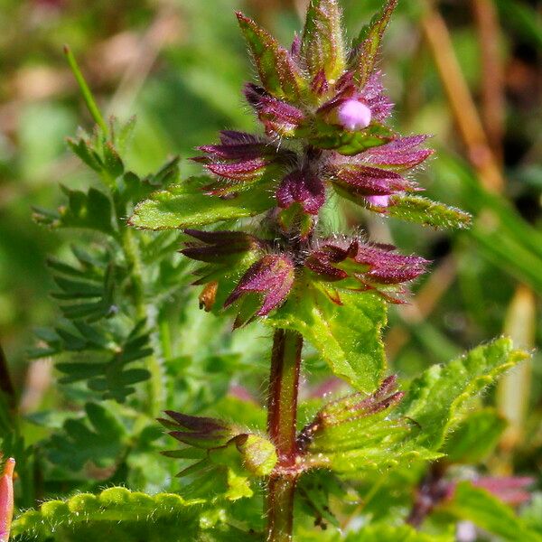 Stachys arvensis Flower