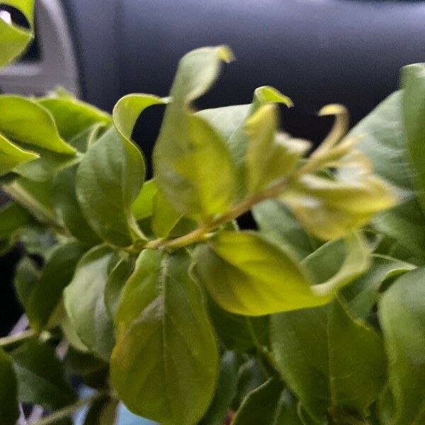 Jasminum multiflorum Leaf