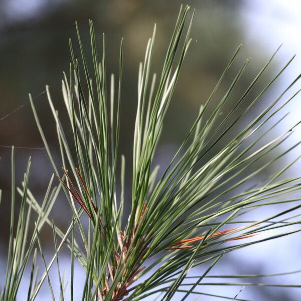 Pinus radiata 叶