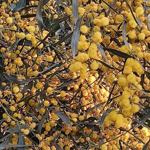 Acacia saligna Kukka