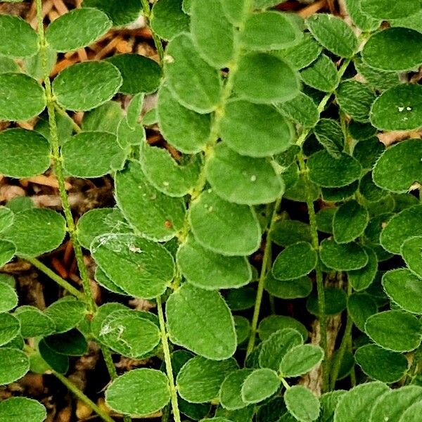 Astragalus alpinus Folha