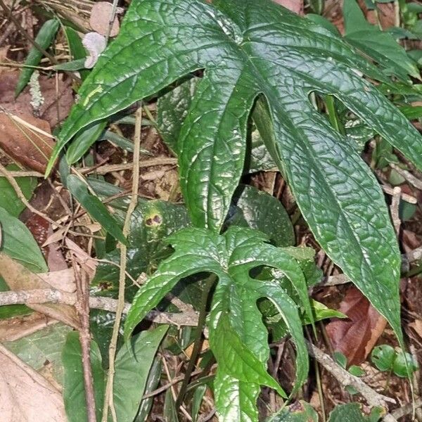 Dorstenia arifolia Leaf