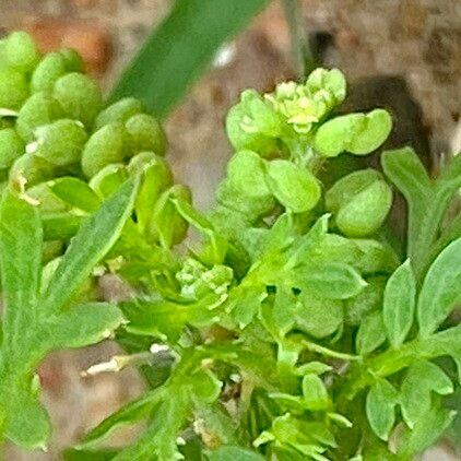 Lepidium didymum ഫലം