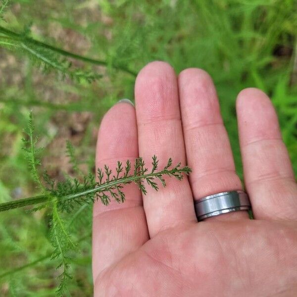 Achillea nobilis Лист