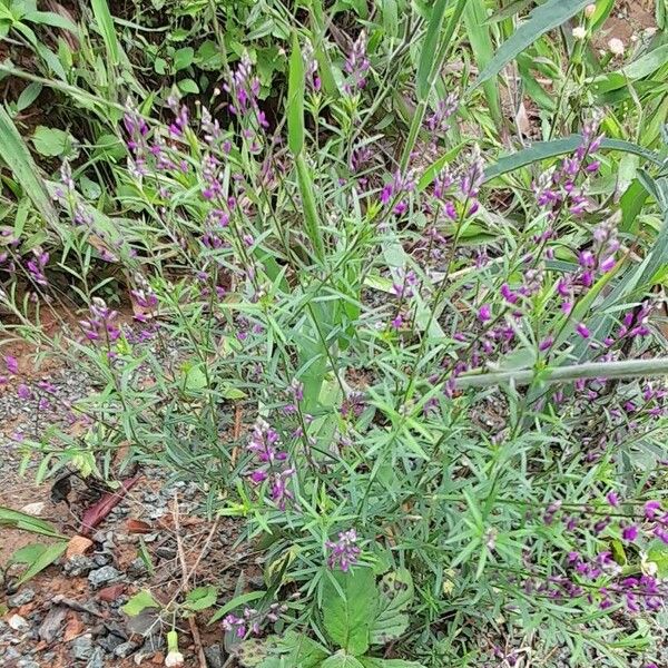 Polygala paniculata Habitus