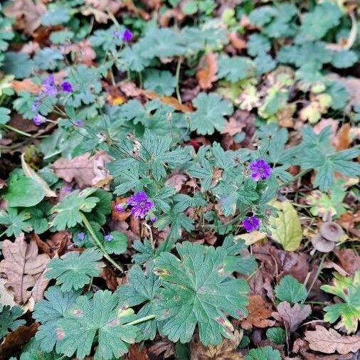 Geranium pyrenaicum Habitus