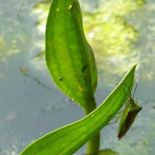 Potamogeton praelongus Leaf