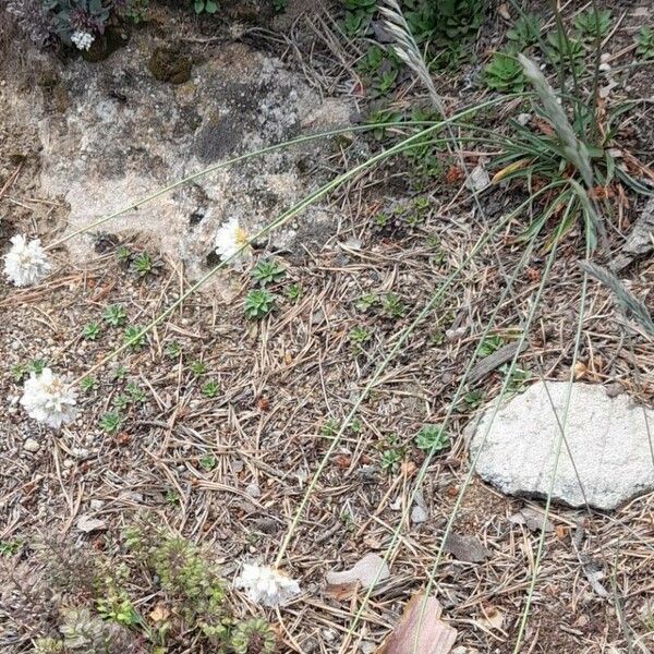 Armeria arenaria Habit