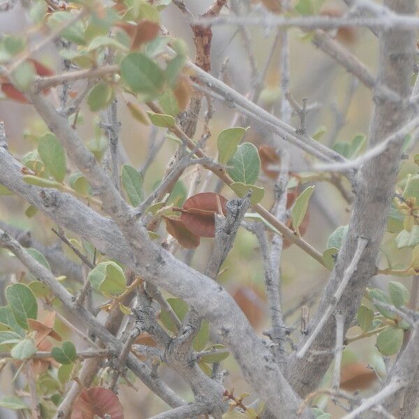 Combretum hereroense Rinde