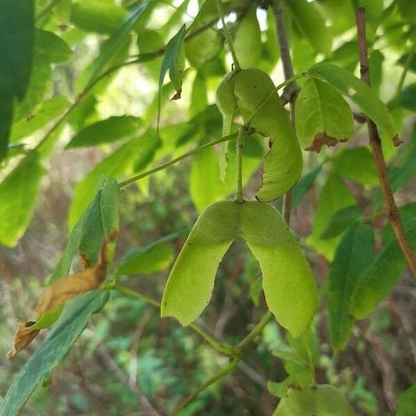 Acer triflorum Fruit