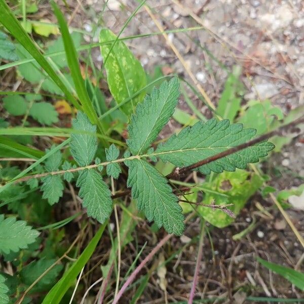 Agrimonia eupatoria Leaf