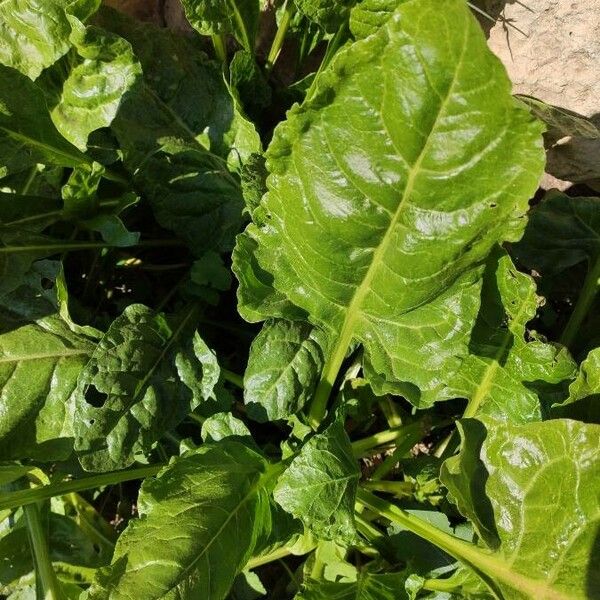 Beta vulgaris Deilen