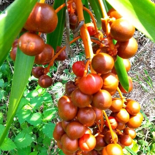 Dracaena mannii Frukt