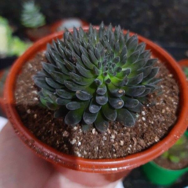 Sinocrassula yunnanensis Flower