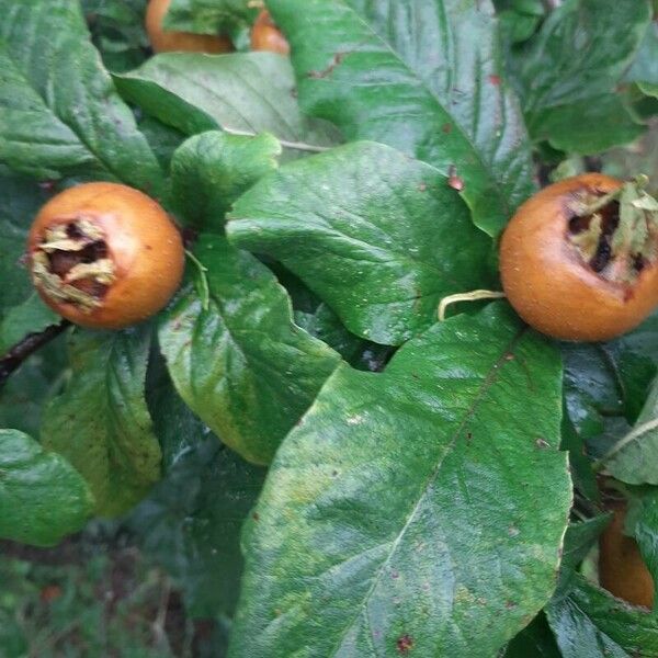 Mespilus germanica Blatt