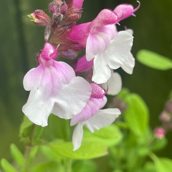 Salvia involucrata Цвят