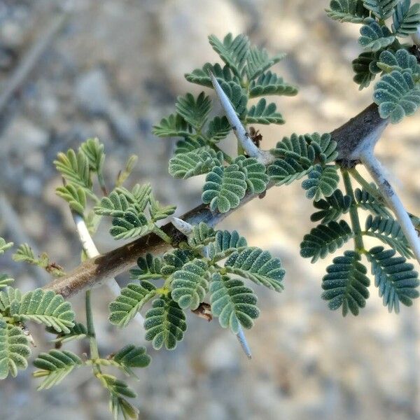 Vachellia tortilis 叶