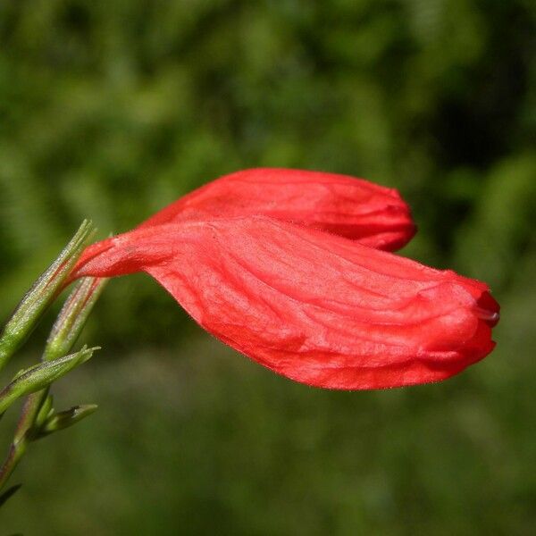 Ruellia brevifolia Lorea