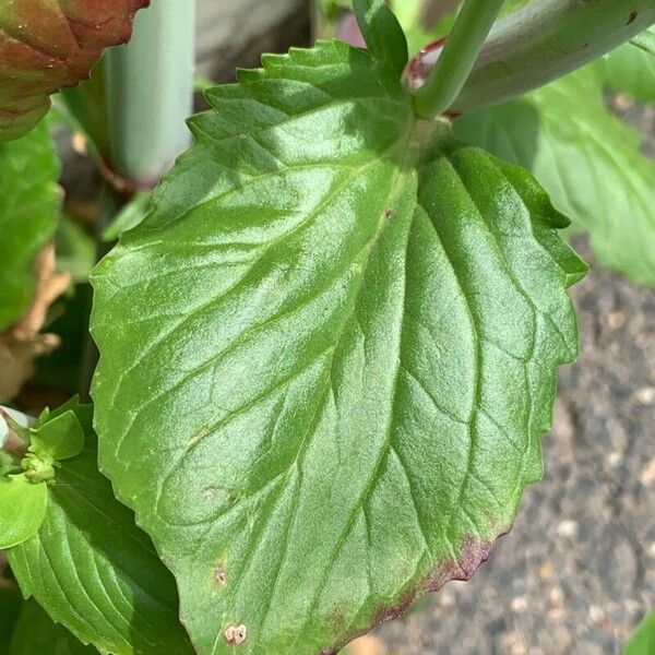 Valeriana macrosiphon Leaf