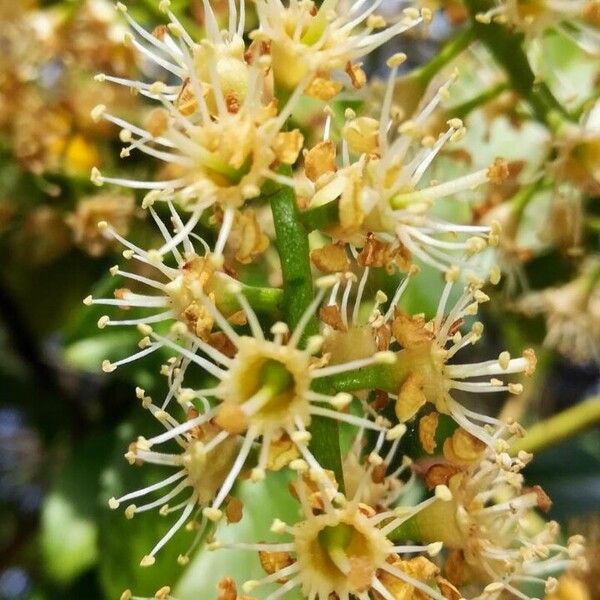 Prunus laurocerasus Fleur