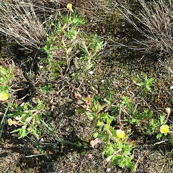 Oenothera laciniata Облик