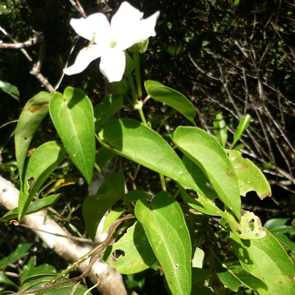 Thunbergia hastata Fiore