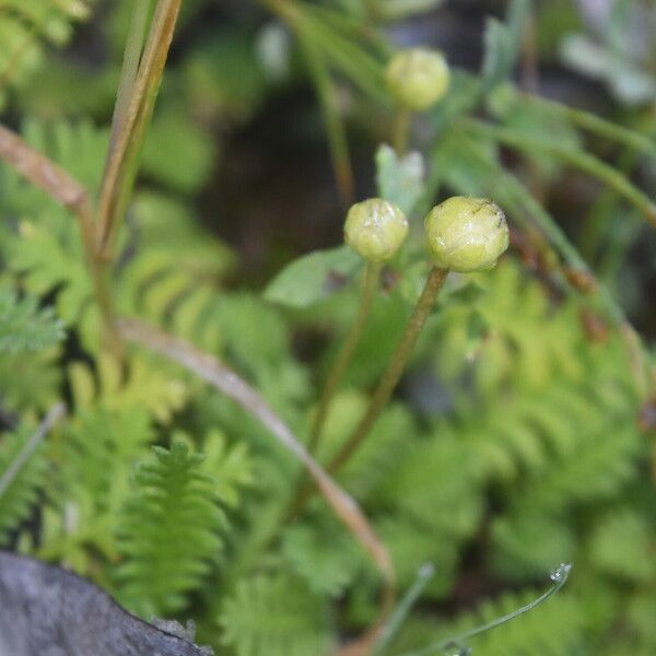 Leptinella scariosa Цвят