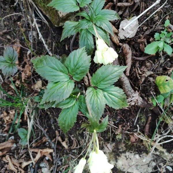 Cardamine enneaphyllos পাতা