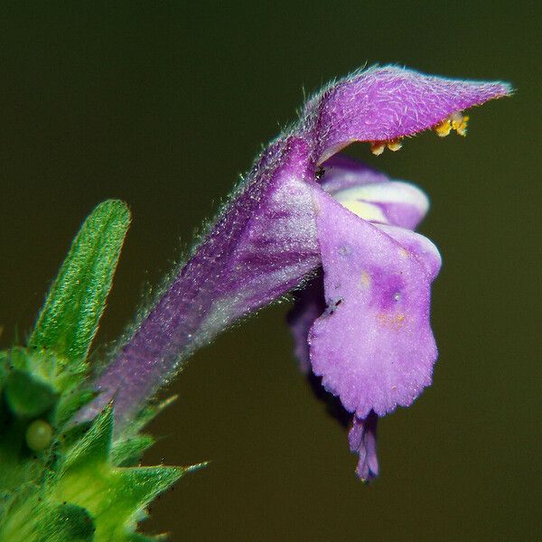 Galeopsis ladanum 花