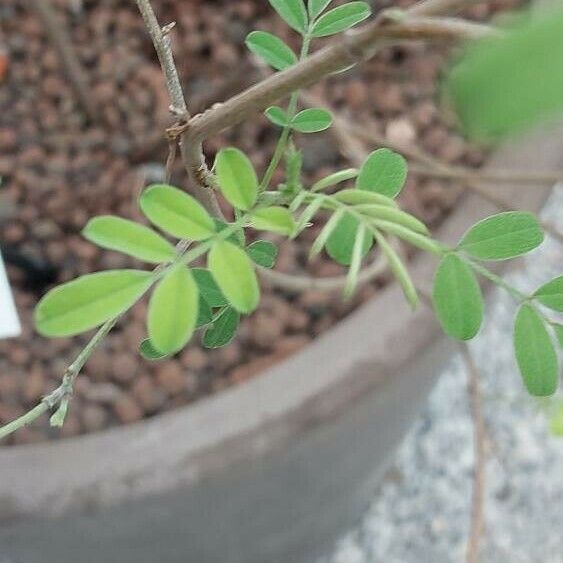 Indigofera tinctoria पत्ता