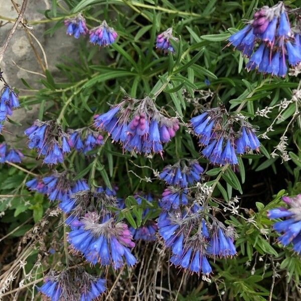 Moltkia petraea Flower