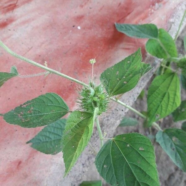 Acalypha alopecuroidea Blüte